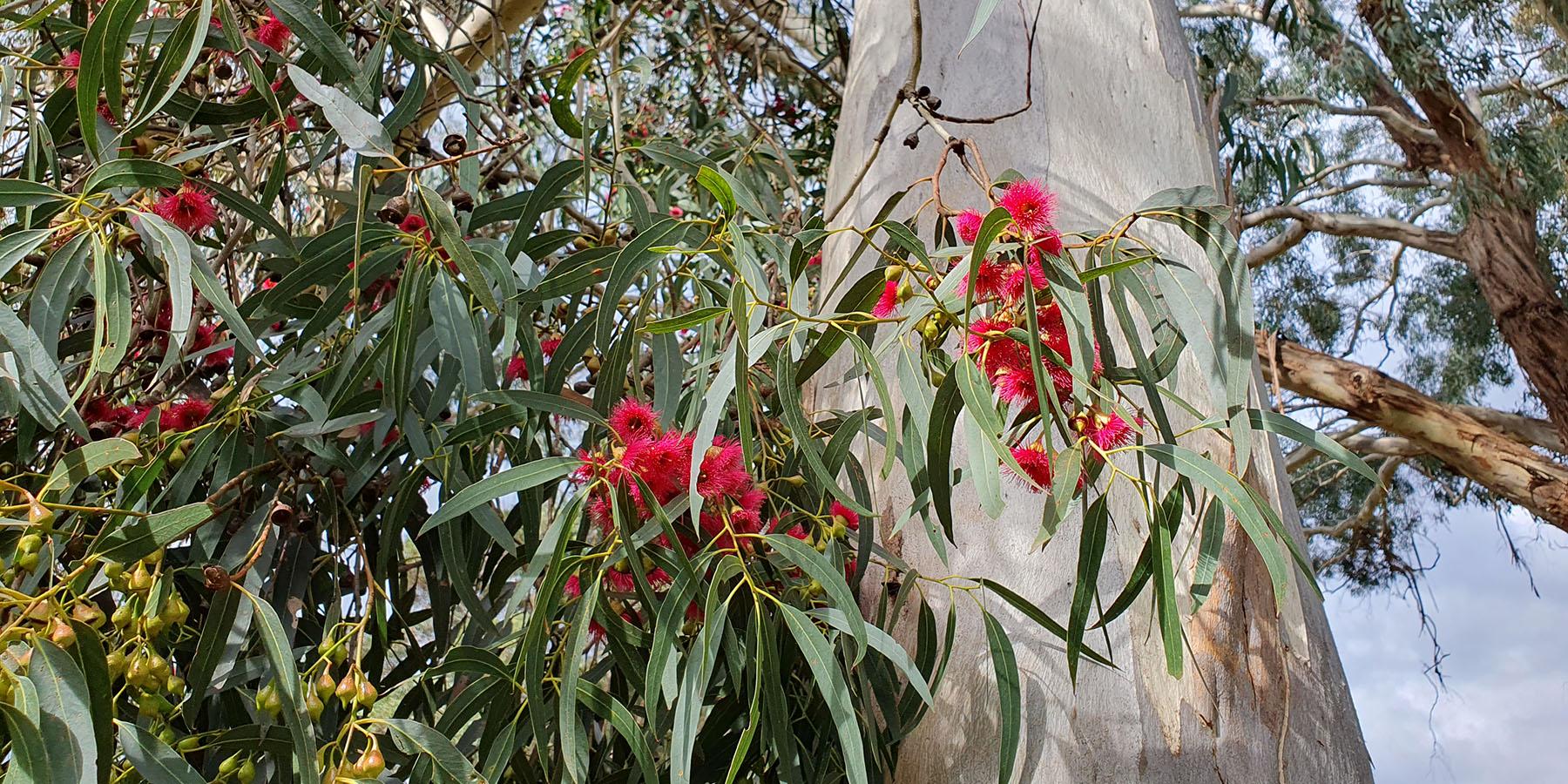 Gum tree